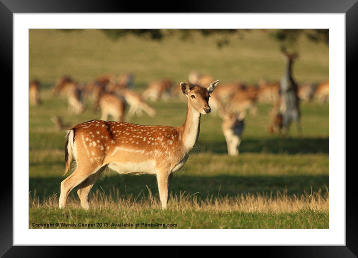 Fallow Deer at Holkham Hall Framed Mounted Print by Wendy Cooper
