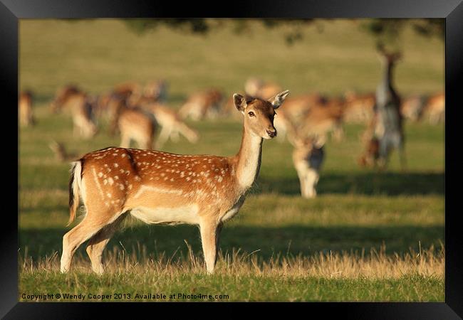 Fallow Deer at Holkham Hall Framed Print by Wendy Cooper