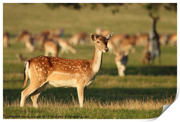 Fallow Deer at Holkham Hall Print by Wendy Cooper