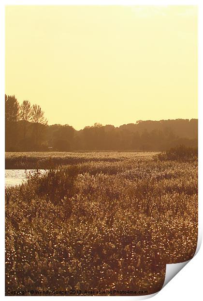 Golden Hour Reeds Print by Wendy Cooper