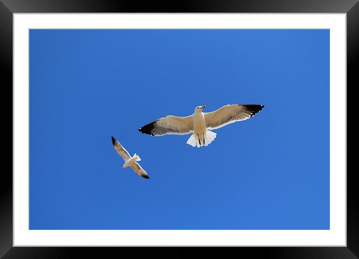 Flying High Framed Mounted Print by Hayley Dew
