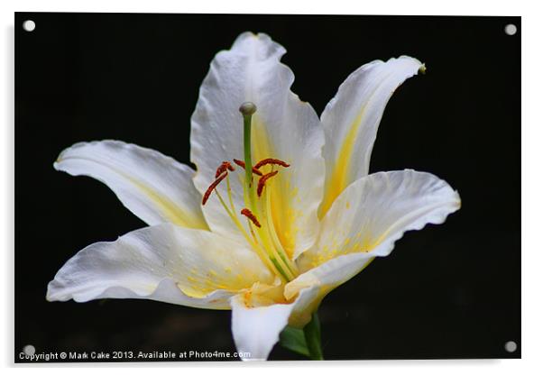 White tiger lily Acrylic by Mark Cake