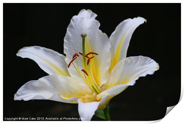 White tiger lily Print by Mark Cake
