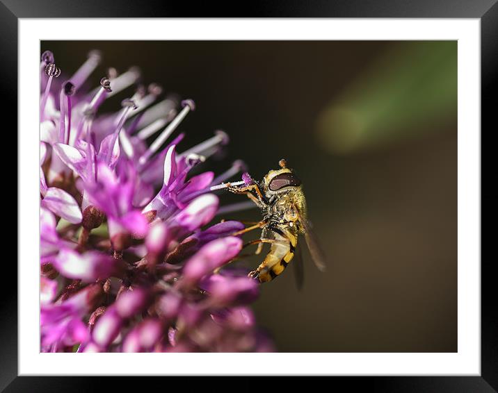 Hover fly Framed Mounted Print by andrew bowkett