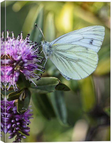 Green veined butterfly Canvas Print by andrew bowkett