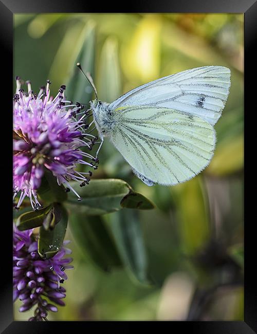 Green veined butterfly Framed Print by andrew bowkett