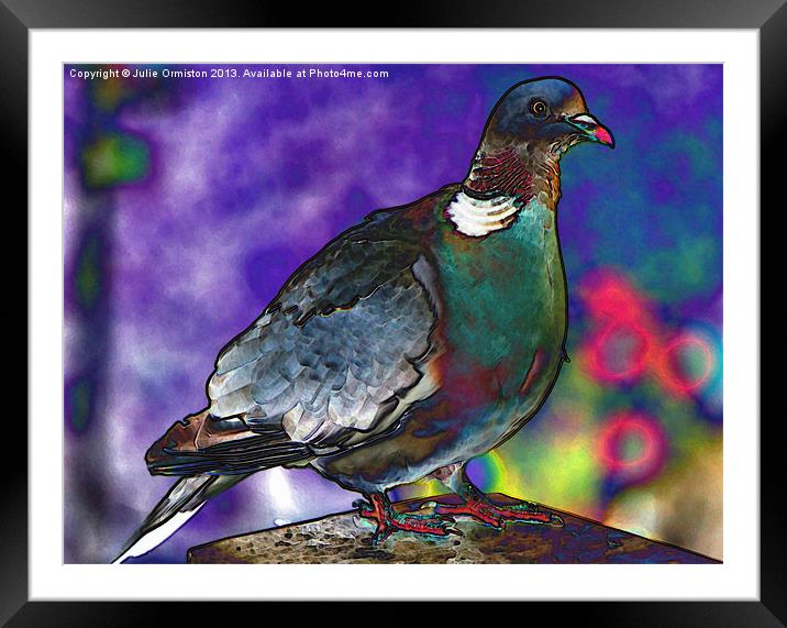 Funky Wood Pigeon Framed Mounted Print by Julie Ormiston