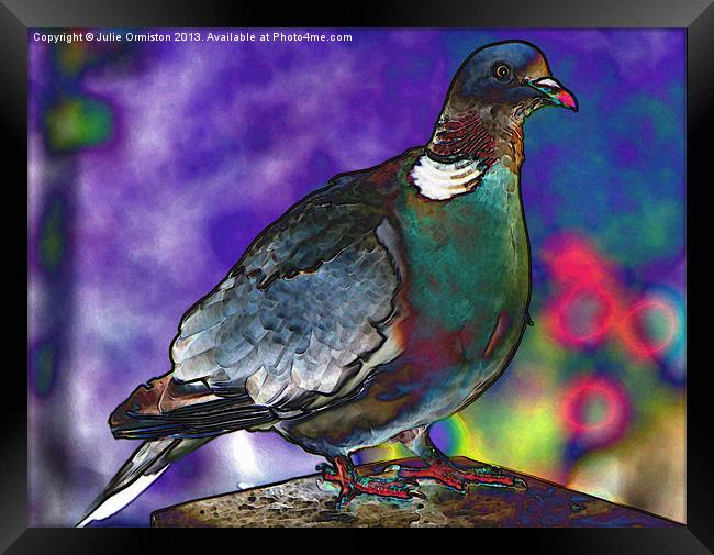 Funky Wood Pigeon Framed Print by Julie Ormiston