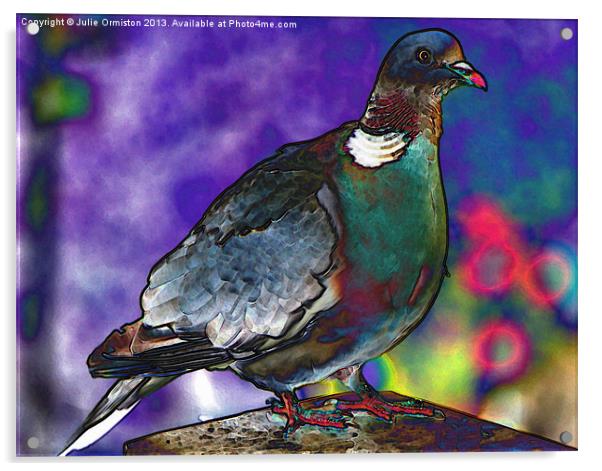 Funky Wood Pigeon Acrylic by Julie Ormiston