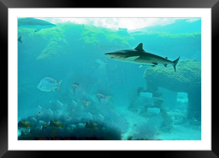 Shark in the water Framed Mounted Print by Larry Stolle