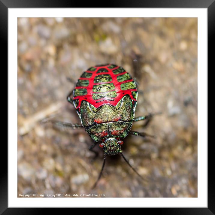 colorful beetle Framed Mounted Print by Craig Lapsley