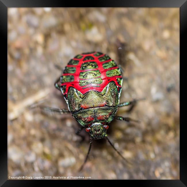 colorful beetle Framed Print by Craig Lapsley