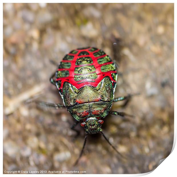 colorful beetle Print by Craig Lapsley