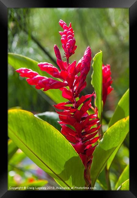 red ginger flowers Framed Print by Craig Lapsley