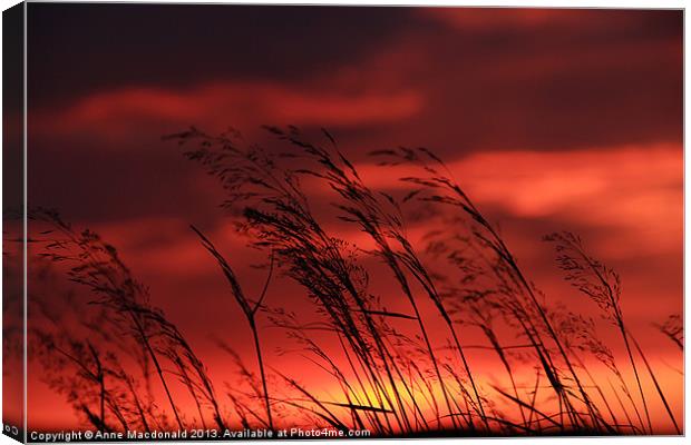 Grass Blowing In The Sunset Canvas Print by Anne Macdonald