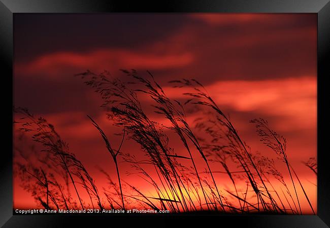 Grass Blowing In The Sunset Framed Print by Anne Macdonald
