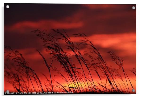 Grass Blowing In The Sunset Acrylic by Anne Macdonald