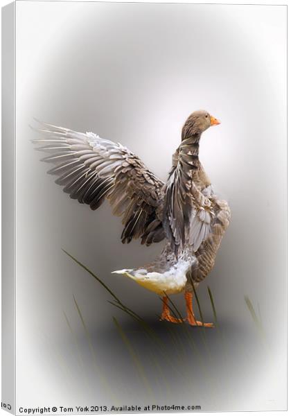 MIGHTY GOOSE Canvas Print by Tom York
