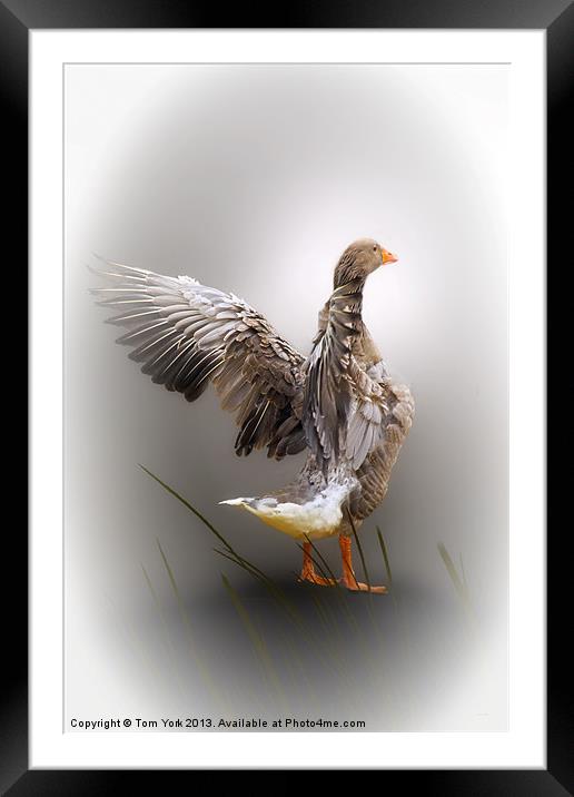 MIGHTY GOOSE Framed Mounted Print by Tom York