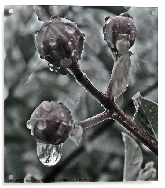 Raindrops on the Bud Acrylic by Pics by Jody Adams