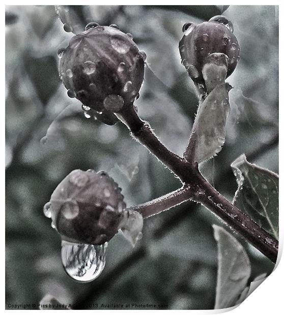 Raindrops on the Bud Print by Pics by Jody Adams