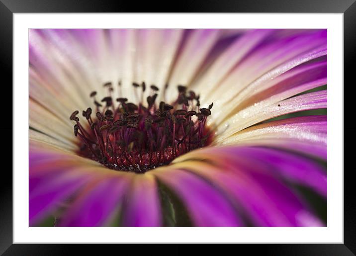 Mesembryanthemum 4 Framed Mounted Print by Steve Purnell