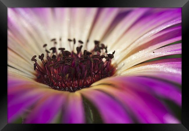 Mesembryanthemum 4 Framed Print by Steve Purnell