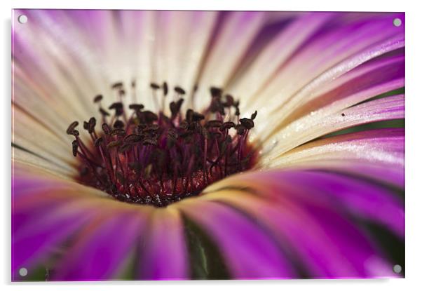 Mesembryanthemum 4 Acrylic by Steve Purnell