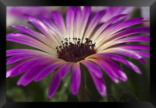 Mesembryanthemum 5 Framed Print by Steve Purnell
