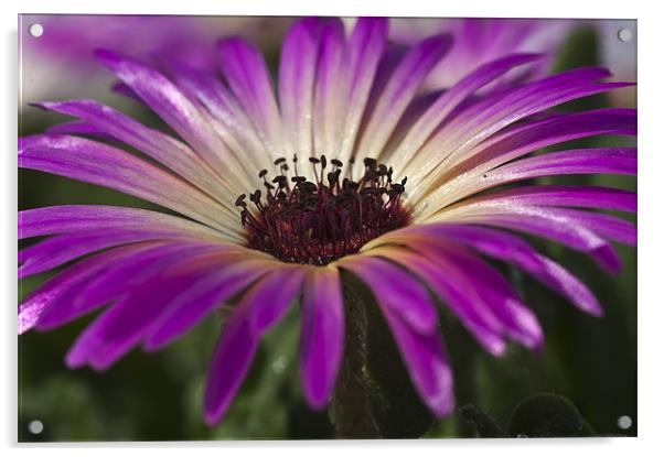 Mesembryanthemum 5 Acrylic by Steve Purnell