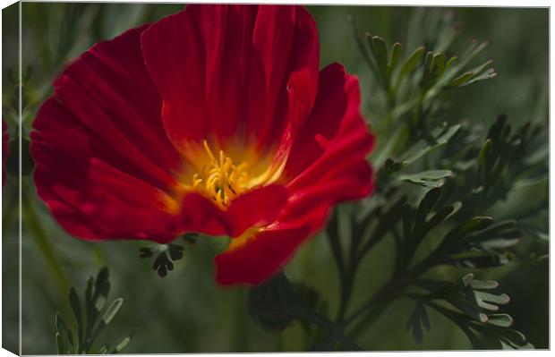 Red and Yellow Poppy Canvas Print by Steve Purnell