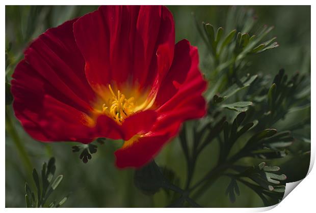 Red and Yellow Poppy Print by Steve Purnell