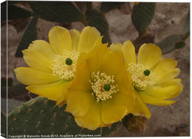 Yellow Cactus Flowers Canvas Print by Malcolm Snook