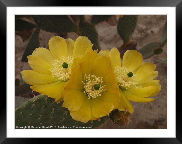 Yellow Cactus Flowers Framed Mounted Print by Malcolm Snook
