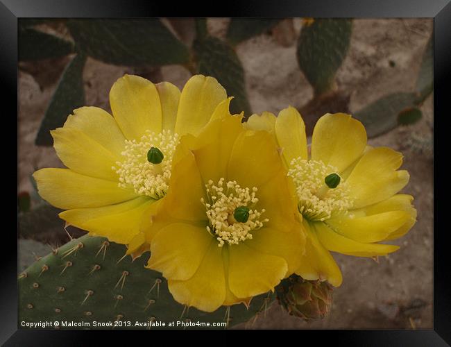 Yellow Cactus Flowers Framed Print by Malcolm Snook