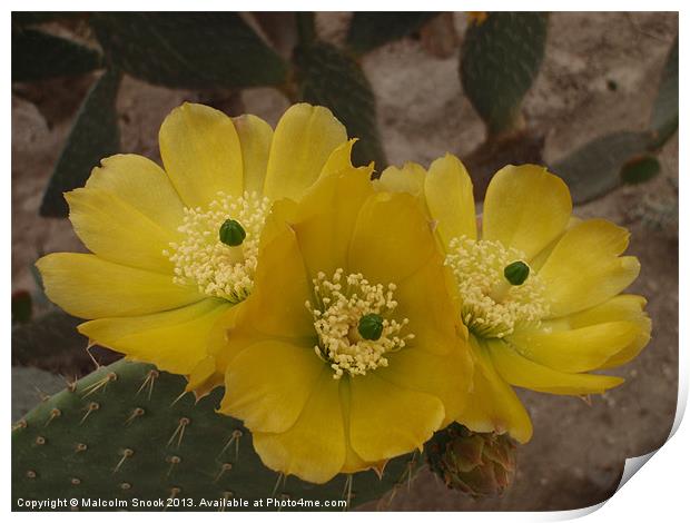 Yellow Cactus Flowers Print by Malcolm Snook