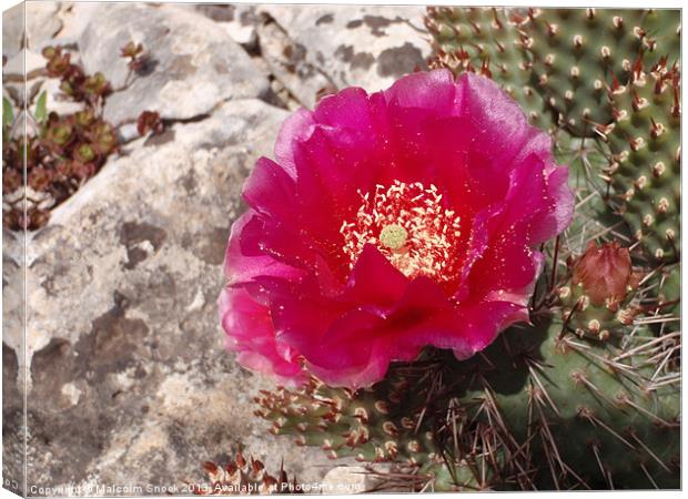 Pink Cactus Flower Canvas Print by Malcolm Snook
