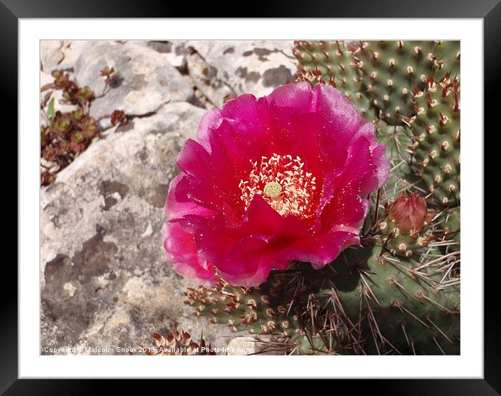 Pink Cactus Flower Framed Mounted Print by Malcolm Snook