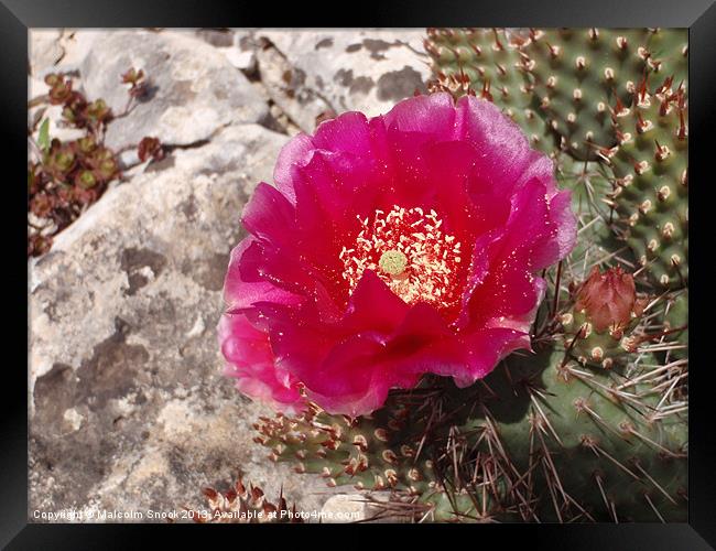 Pink Cactus Flower Framed Print by Malcolm Snook