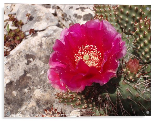 Pink Cactus Flower Acrylic by Malcolm Snook