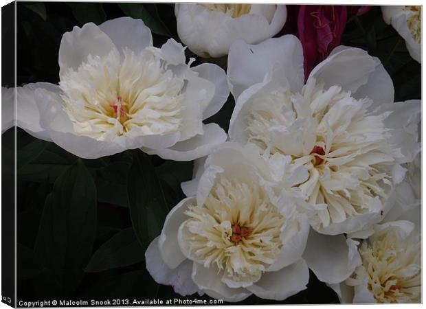 White Camellia Blooms Canvas Print by Malcolm Snook