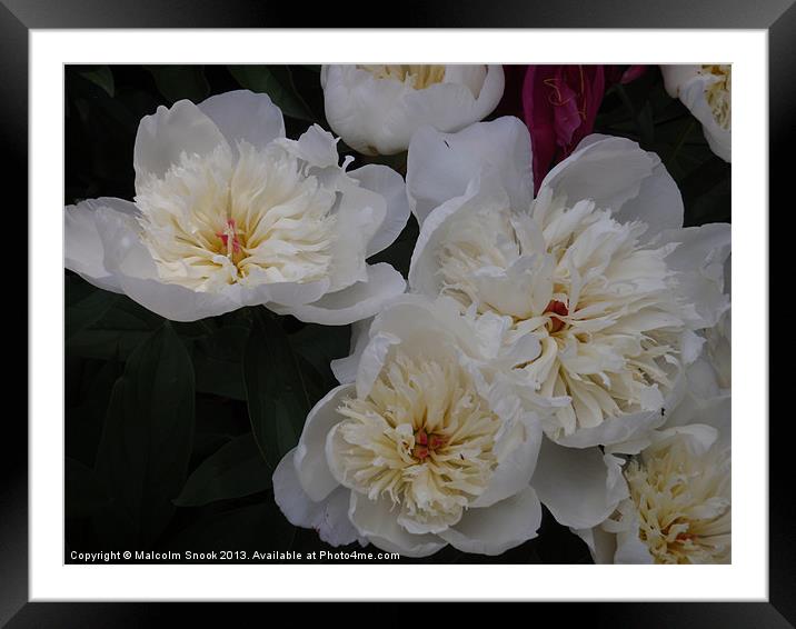 White Camellia Blooms Framed Mounted Print by Malcolm Snook