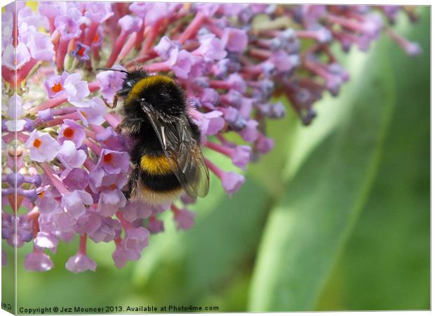 Bumble Bee on Buddleia Canvas Print by Jez Mouncer