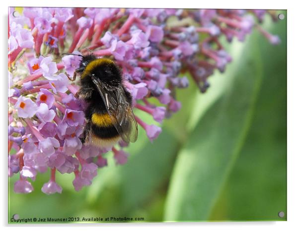 Bumble Bee on Buddleia Acrylic by Jez Mouncer