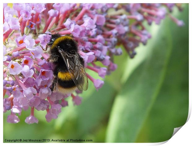 Bumble Bee on Buddleia Print by Jez Mouncer