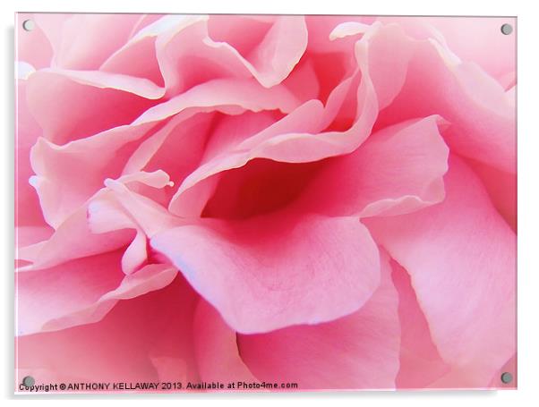 PINK FLOWER Acrylic by Anthony Kellaway