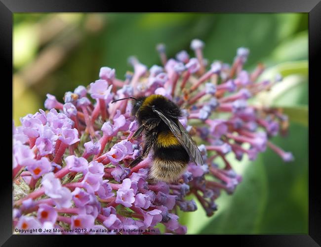 Bumble Bee on Buddleia feed Framed Print by Jez Mouncer