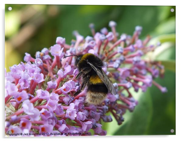 Bumble Bee on Buddleia feed Acrylic by Jez Mouncer