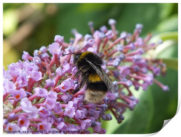 Bumble Bee on Buddleia feed Print by Jez Mouncer