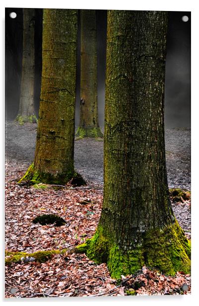 Woodland mist Acrylic by Robert Fielding